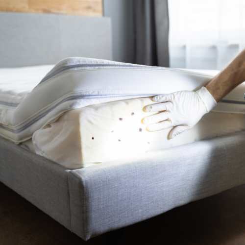 Bedbug Image